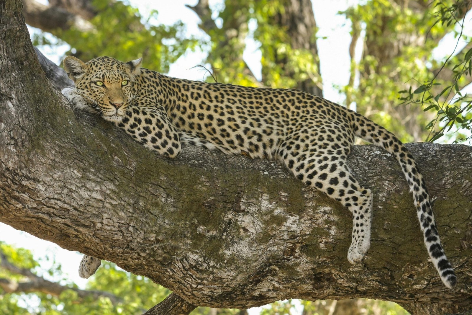A serene leopard lounging on a tree branch in the wilderness, capturing nature's elegance.