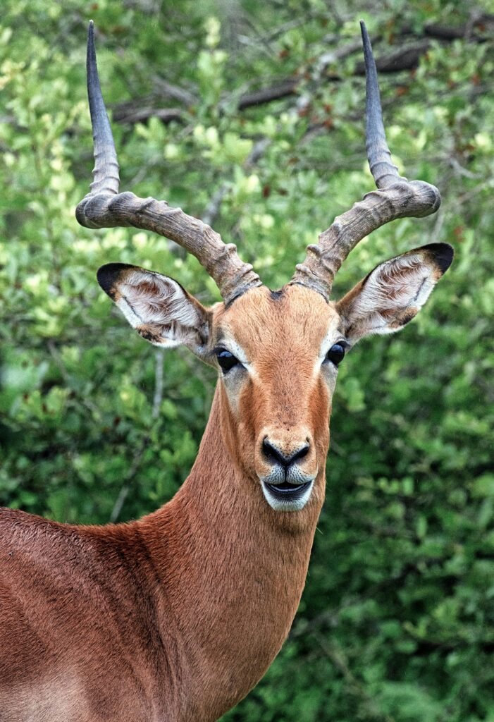 Impressive antelope with striking horns gazes intently amidst lush greenery, capturing the essence of wildlife.