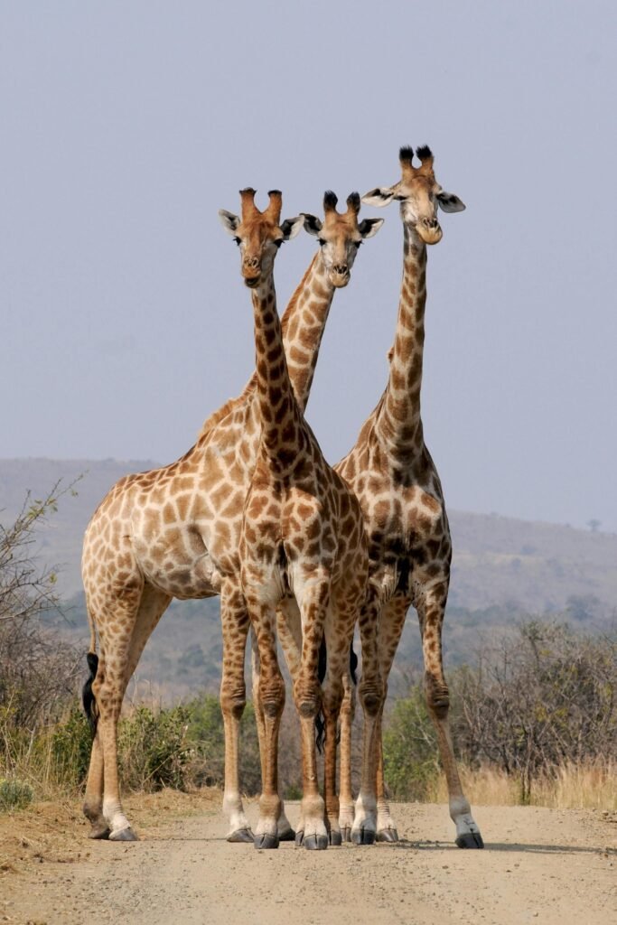 Three giraffes standing on a dirt road in a South African national park.